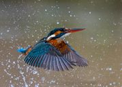 MARK ELLIS - KING FISHER IN THE RAIN